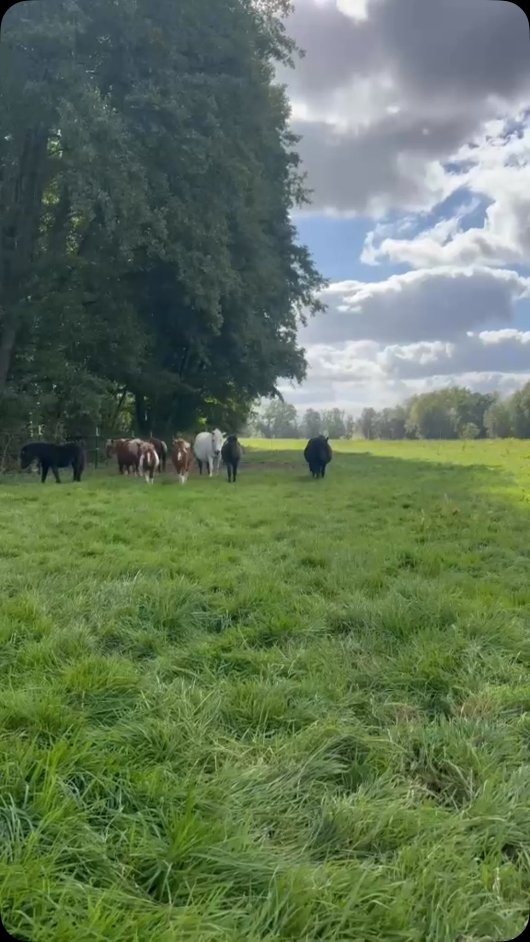 Theresias Reiterparadies : box et paddocks, pension pour chevaux à Waltenhofen - Photo 12 sur 12