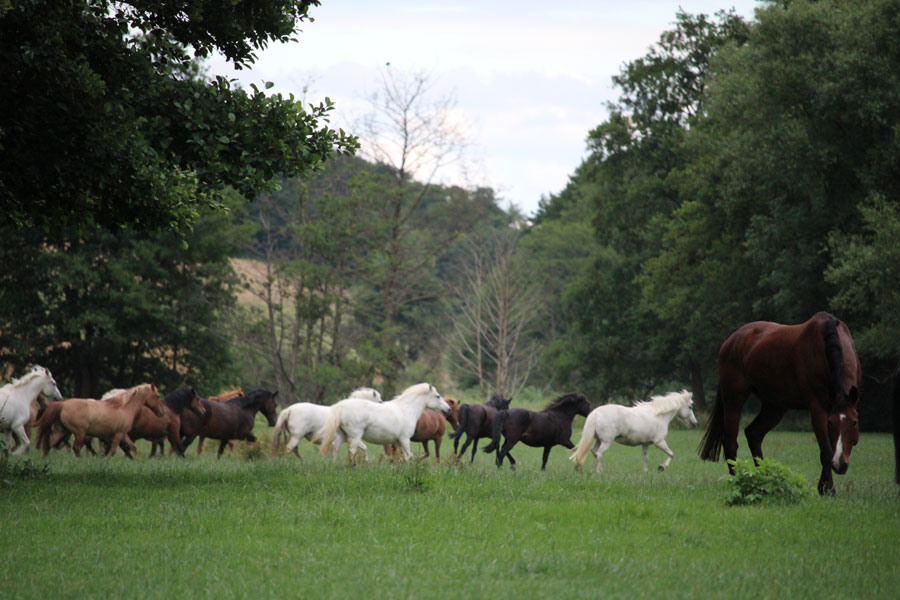 Theresias Reiterparadies : box et paddocks, pension pour chevaux à Waltenhofen - Photo 2 sur 12