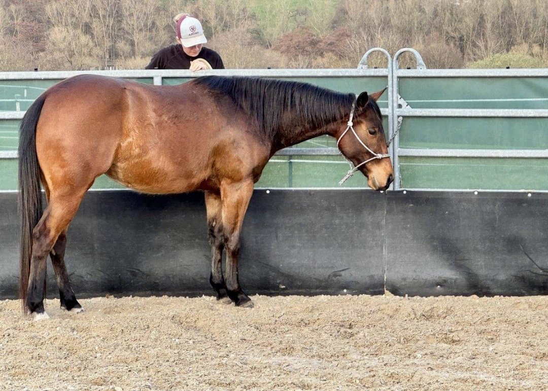 Keilmühlen Quarter Horses : box et paddocks, pension pour chevaux à Bad Zwesten - Photo 2 sur 2