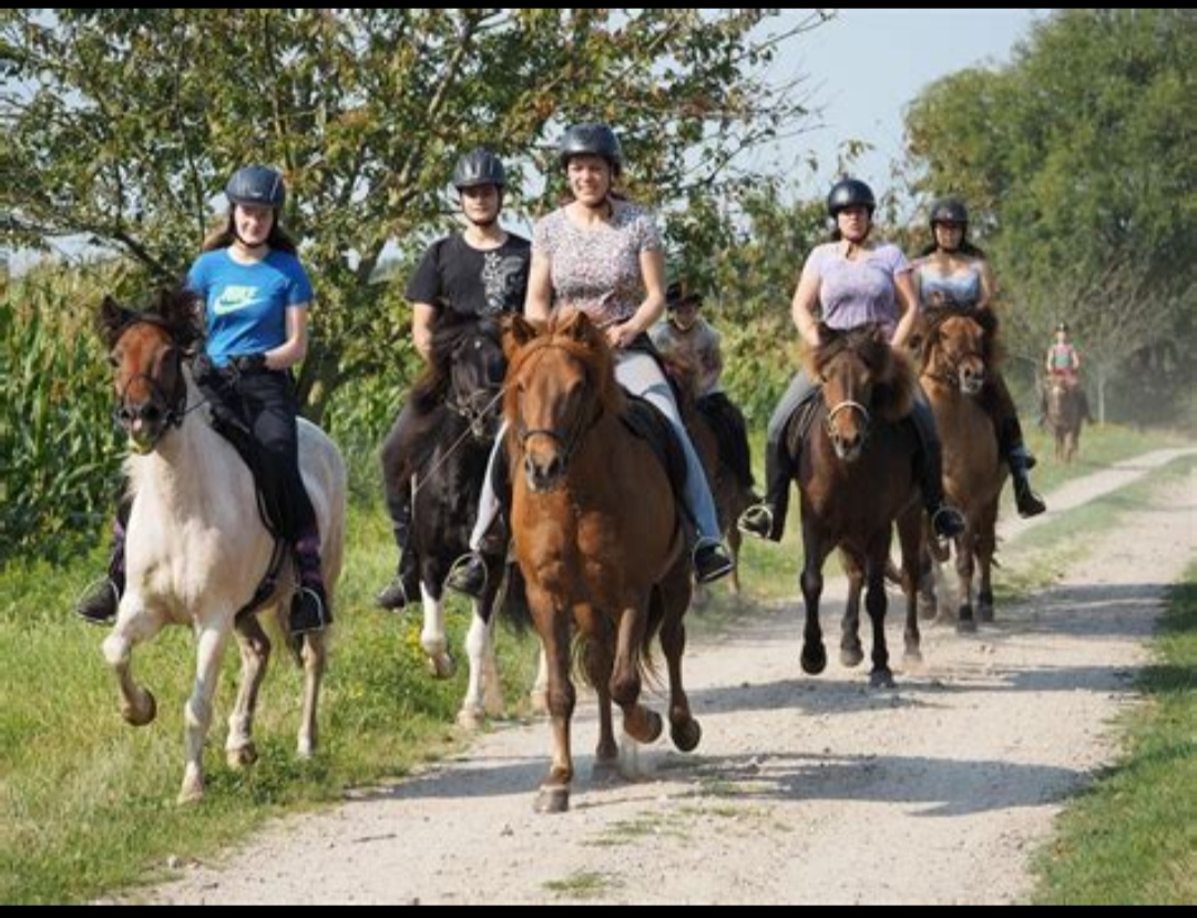 Isländerhof Rutenmühle : box et paddocks, pension pour chevaux à Neuenkirchen - Photo 4 sur 4