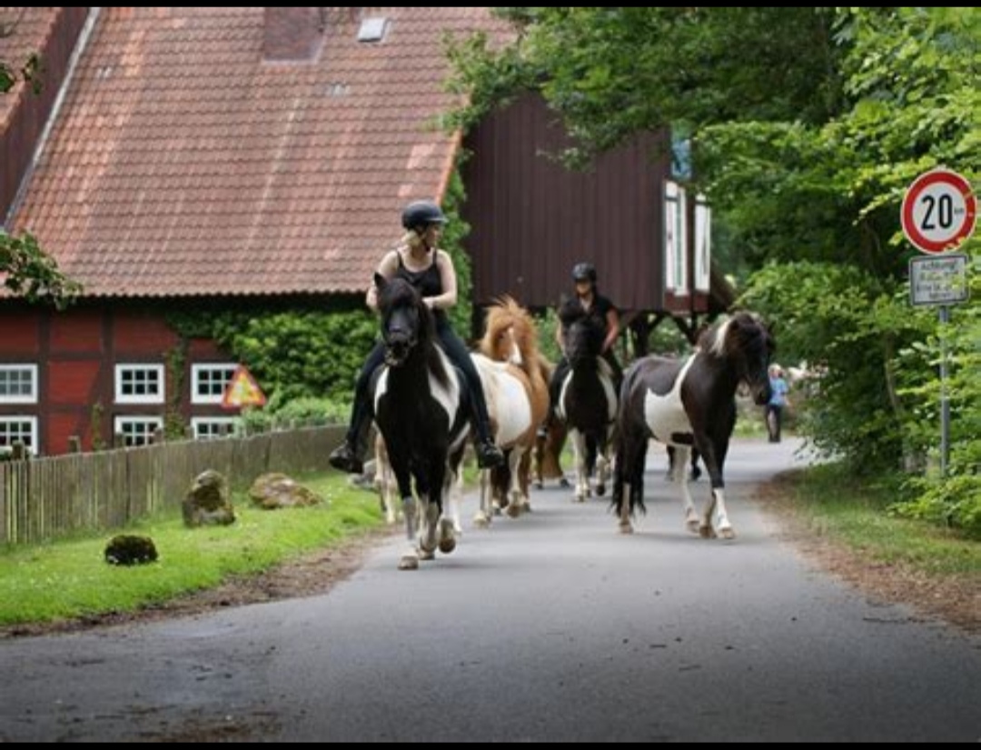 Isländerhof Rutenmühle : box et paddocks, pension pour chevaux à Neuenkirchen - Photo 3 sur 4