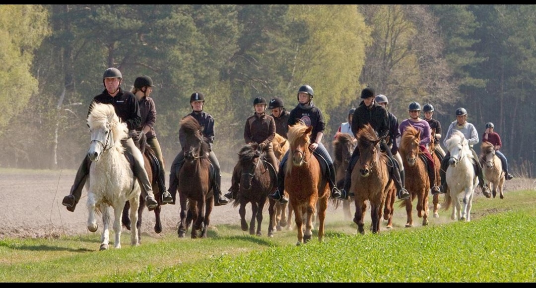Isländerhof Rutenmühle : box et paddocks, pension pour chevaux à Neuenkirchen - Photo 1 sur 4