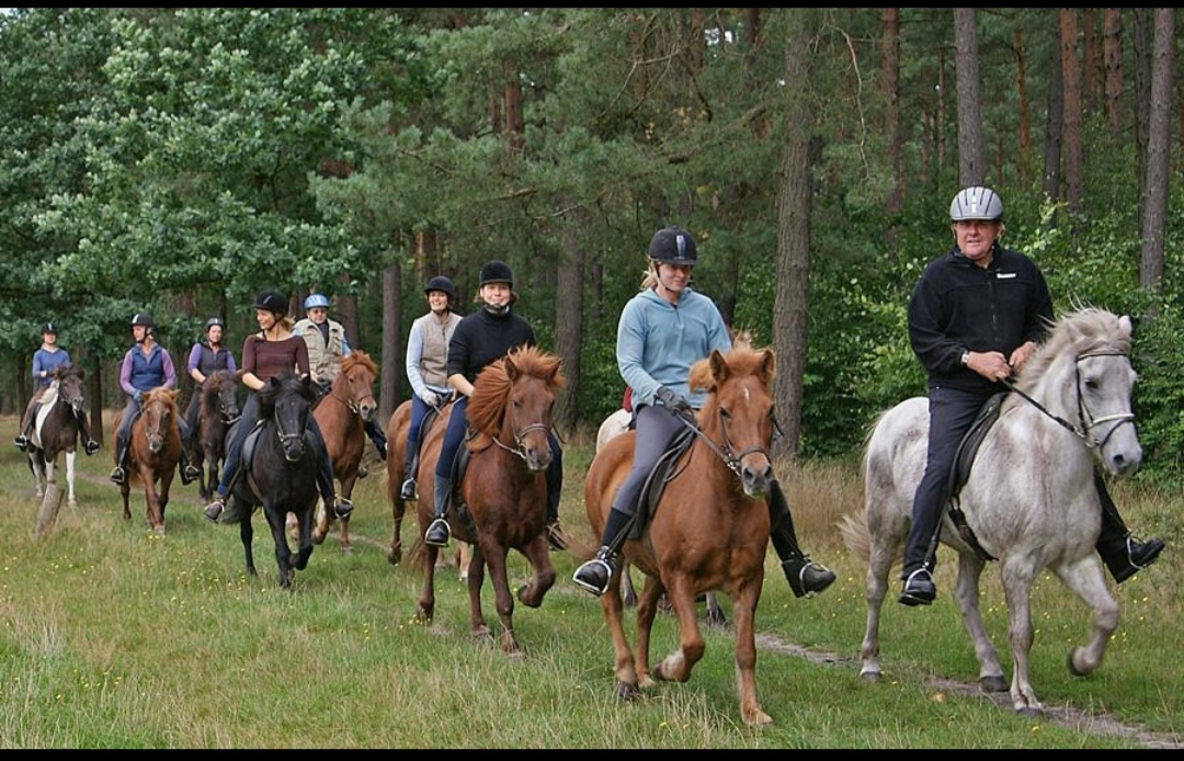 Isländerhof Rutenmühle : box et paddocks, pension pour chevaux à Neuenkirchen - Photo 2 sur 4