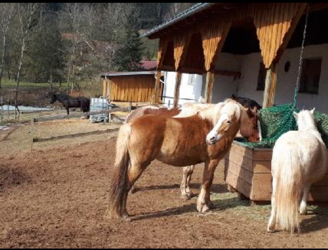 Idarwald-Ranch : box et paddocks, pension pour chevaux à Hottenbach - Photo 4 sur 4