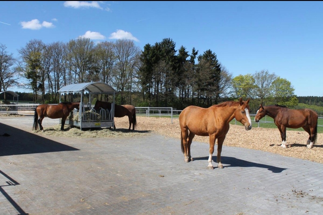 Idarwald-Ranch : box et paddocks, pension pour chevaux à Hottenbach - Photo 2 sur 4