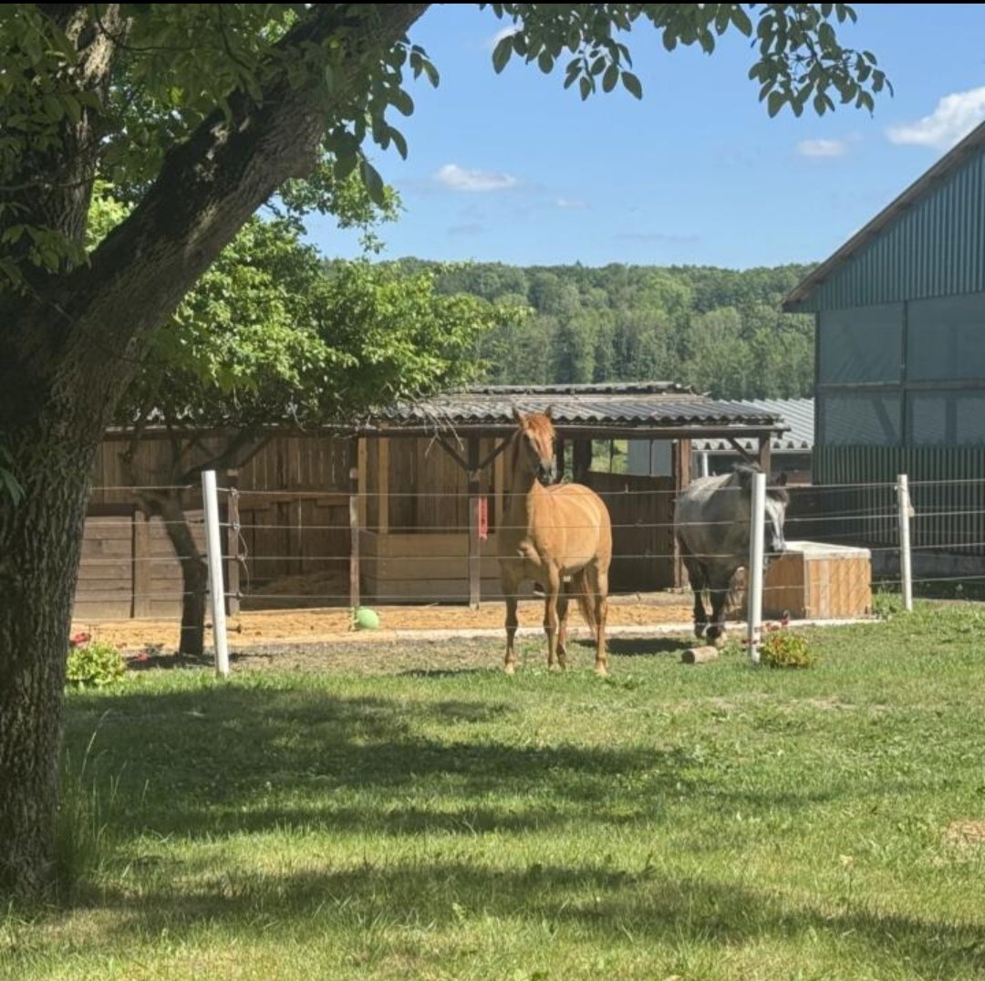 Idarwald-Ranch : box et paddocks, pension pour chevaux à Hottenbach - Photo 3 sur 4