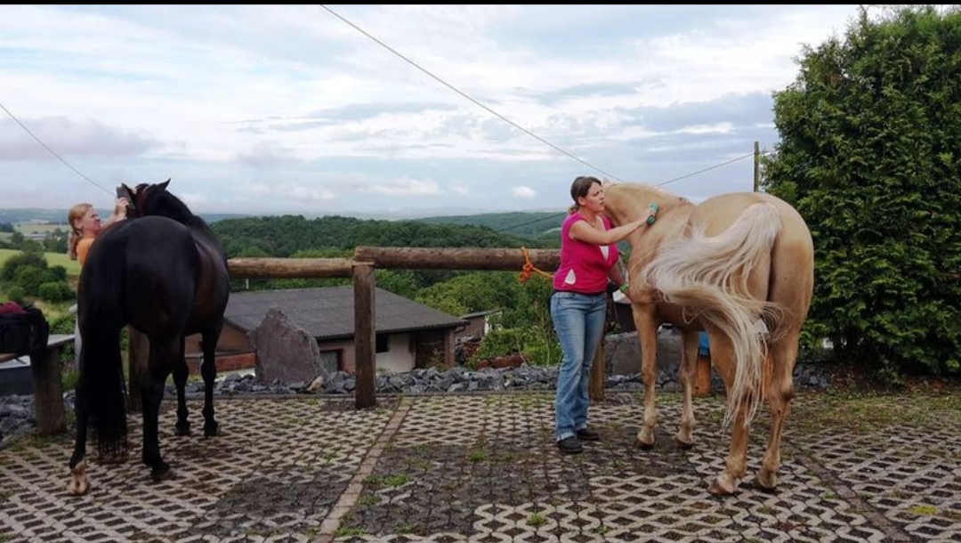 Pillerhof – Wanderreitstation : box et paddocks, pension pour chevaux à Windeck-Leuscheid - Photo 1 sur 3