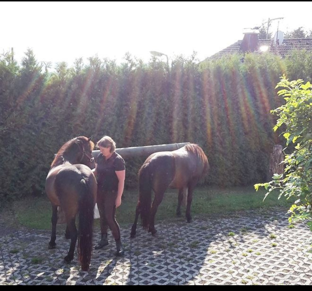 Pillerhof – Wanderreitstation : box et paddocks, pension pour chevaux à Windeck-Leuscheid - Photo 3 sur 3