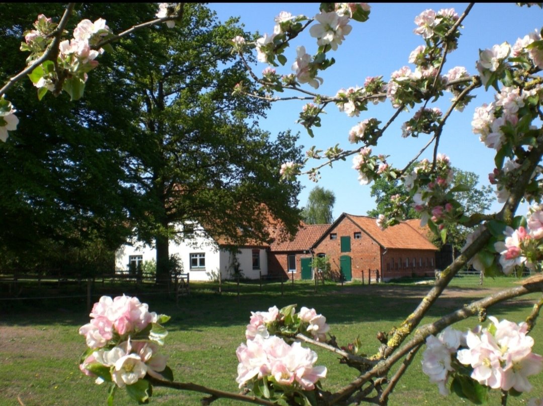 Buchenhof-Haberzettl : box et paddocks, pension pour chevaux à Walsrode – OT Nordkampen - Photo 2 sur 3