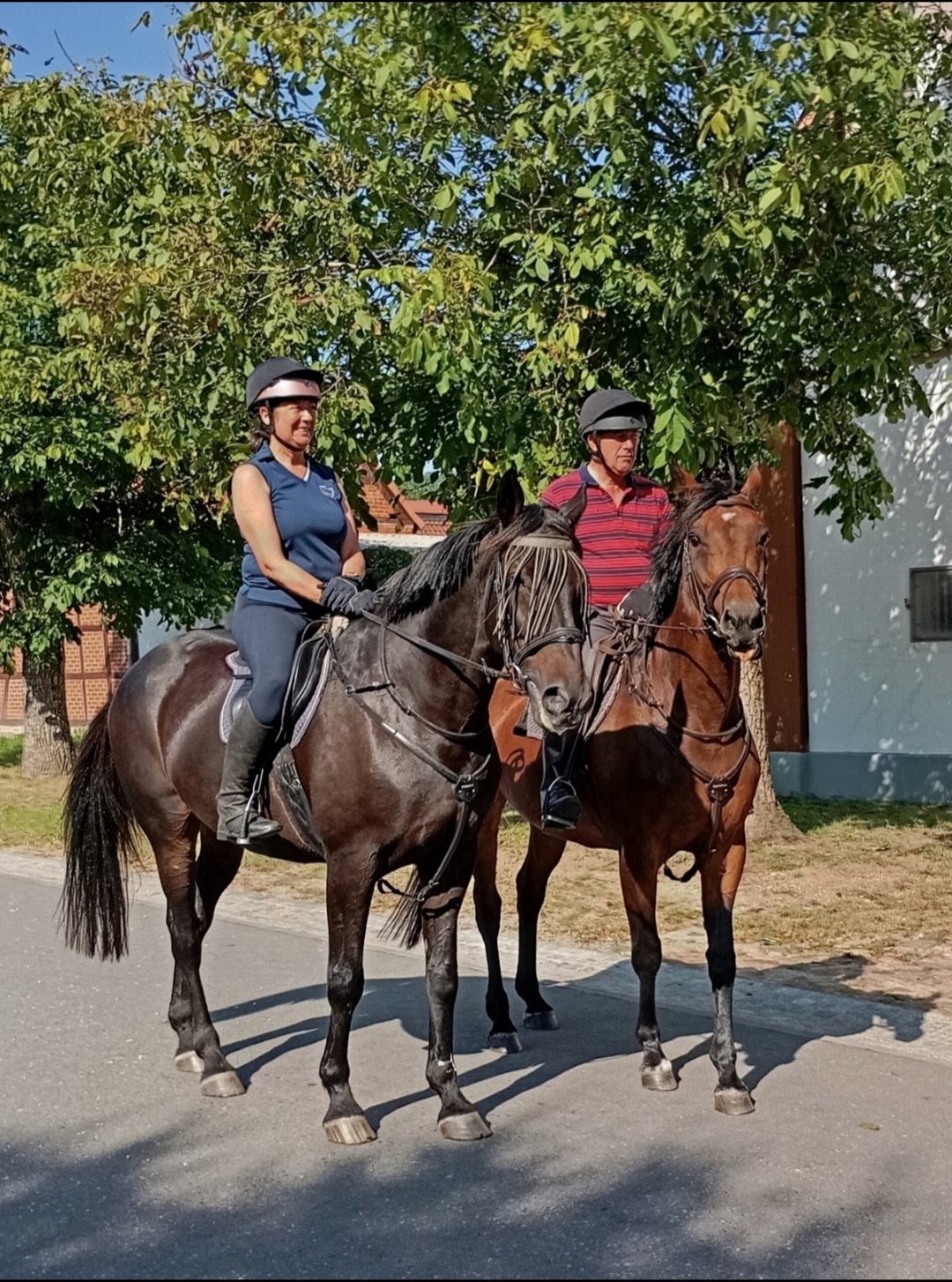 Buchenhof-Haberzettl : box et paddocks, pension pour chevaux à Walsrode – OT Nordkampen - Photo 1 sur 3