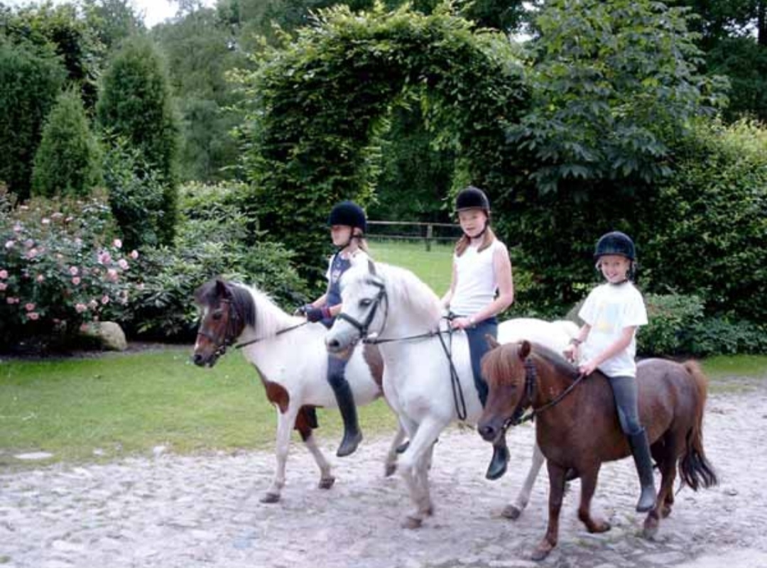 Albers' Rosenhof : box et paddocks, pension pour chevaux à Bispingen-Behringen - Photo 2 sur 2