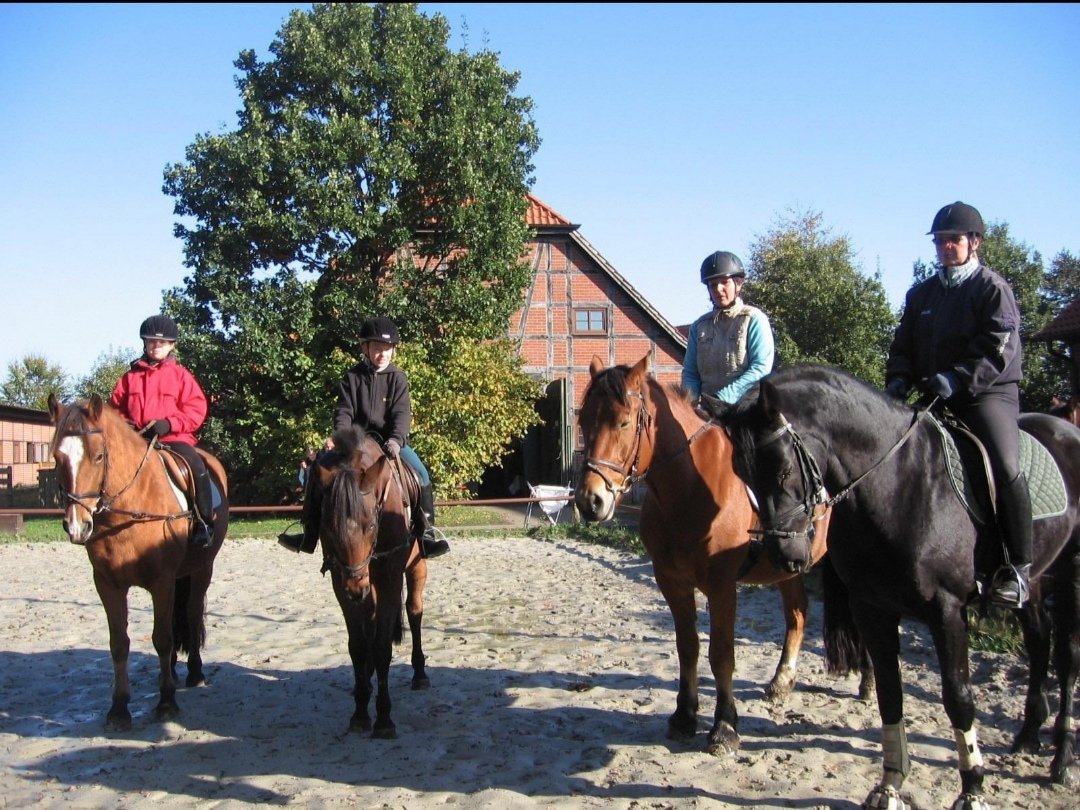 Hof Immenknick : box et paddocks, pension pour chevaux à Wesendorf - Photo 3 sur 3