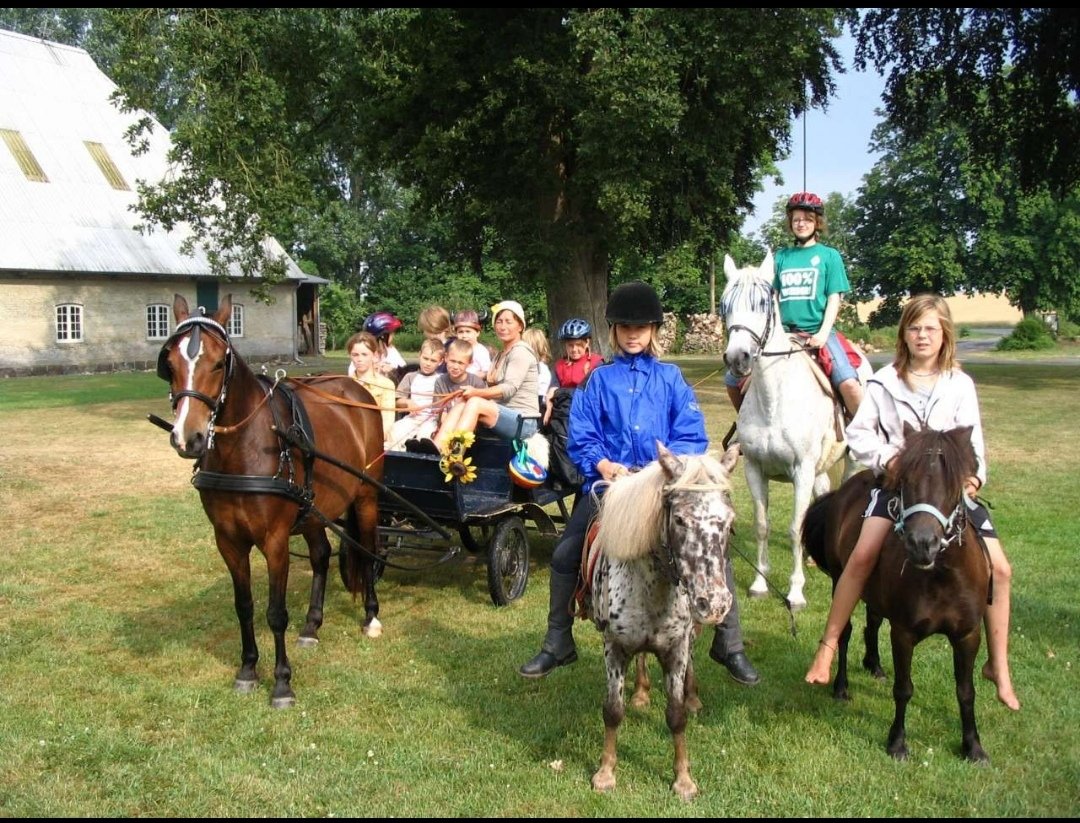 Küselhof & Reiterhof Witt : box et paddocks, pension pour chevaux à Fehmarn-Wulfen - Photo 1 sur 3