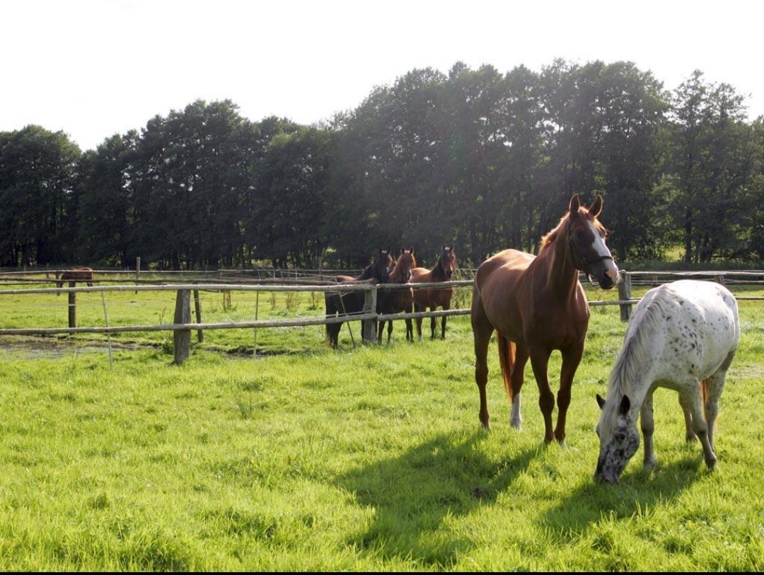 Ferienwohnung Nina – Urlaub mit eigenem Pferd : box et paddocks, pension pour chevaux à Egestorf – Schätzendorf - Photo 3 sur 4