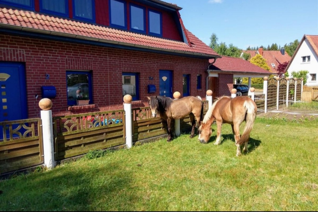 Ferienwohnung Nina – Urlaub mit eigenem Pferd : box et paddocks, pension pour chevaux à Egestorf – Schätzendorf - Photo 1 sur 4