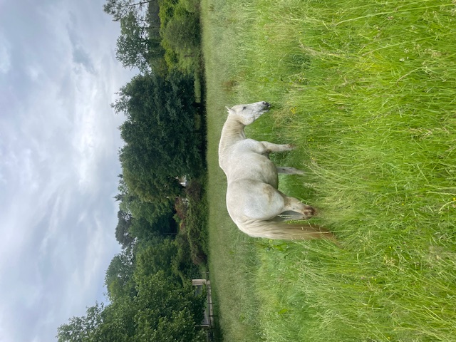 Domaine de Lescure : box et paddocks, pension pour chevaux à BROSSAC - Photo 4 sur 12