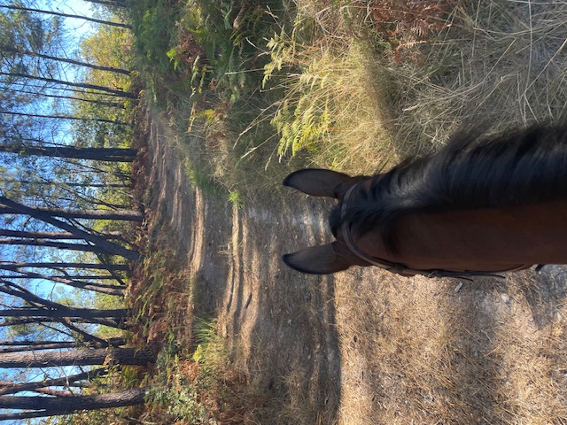 Domaine de Lescure : box et paddocks, pension pour chevaux à BROSSAC - Photo 8 sur 12