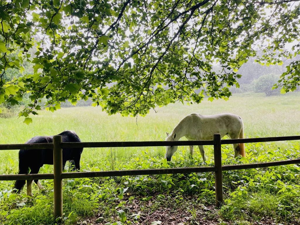Domaine de Lescure : box et paddocks, pension pour chevaux à BROSSAC - Photo 12 sur 12