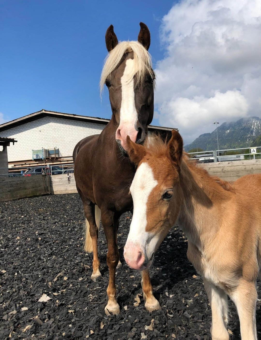 Ponyhof Sturmwind : box et paddocks, pension pour chevaux à Interlaken - Photo 3 sur 4