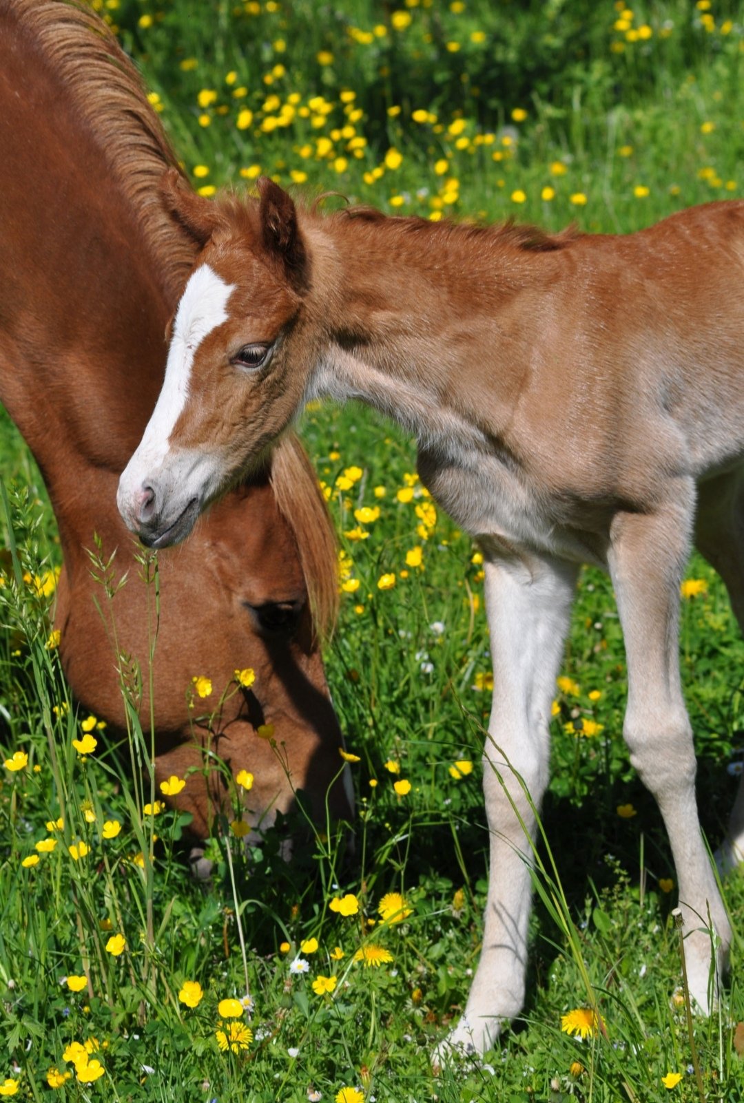 Ponyhof Sturmwind : box et paddocks, pension pour chevaux à Interlaken - Photo 2 sur 4
