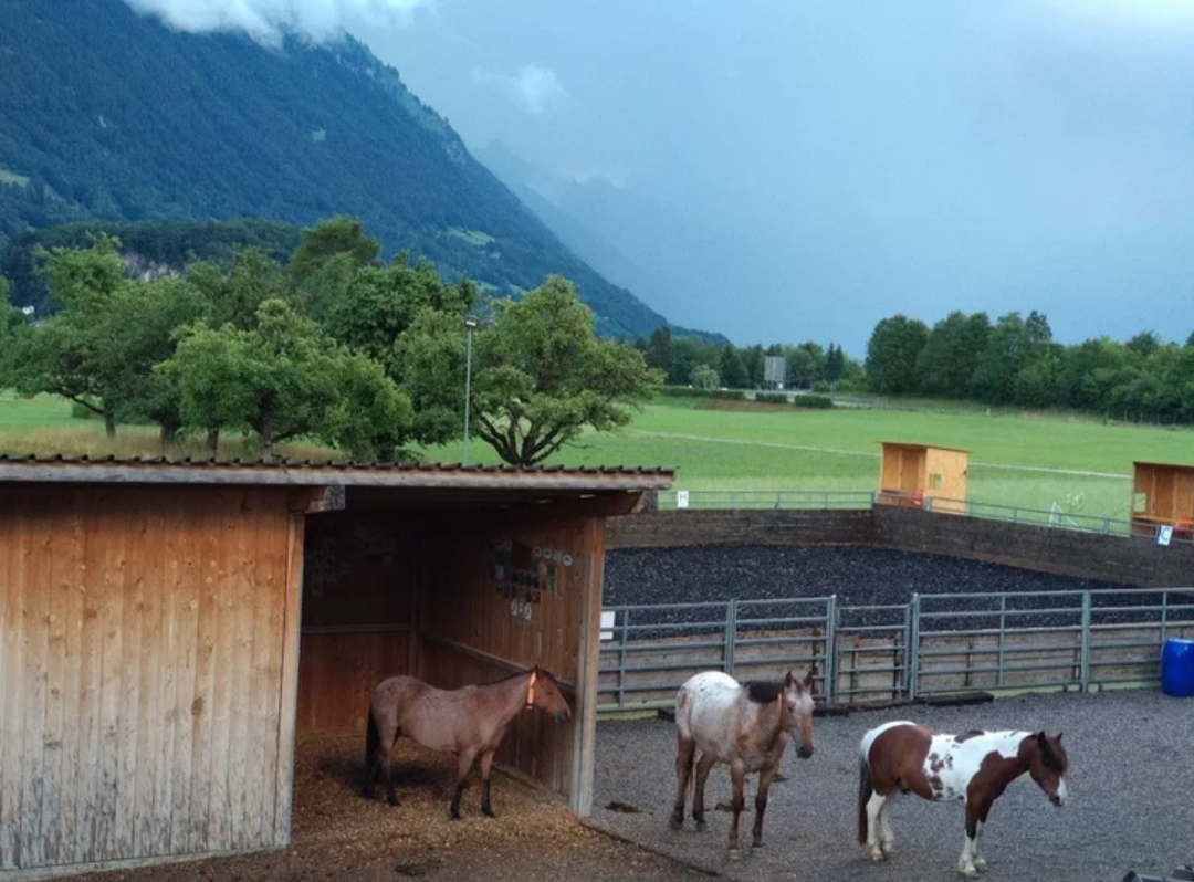 Ponyhof Sturmwind : box et paddocks, pension pour chevaux à Interlaken - Photo 4 sur 4