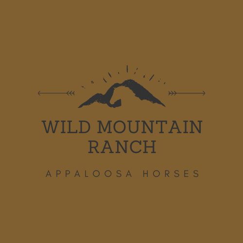 Wild Mountain Ranch : box et paddocks, pension pour chevaux à Unterweißenbach - Photo 1 sur 12