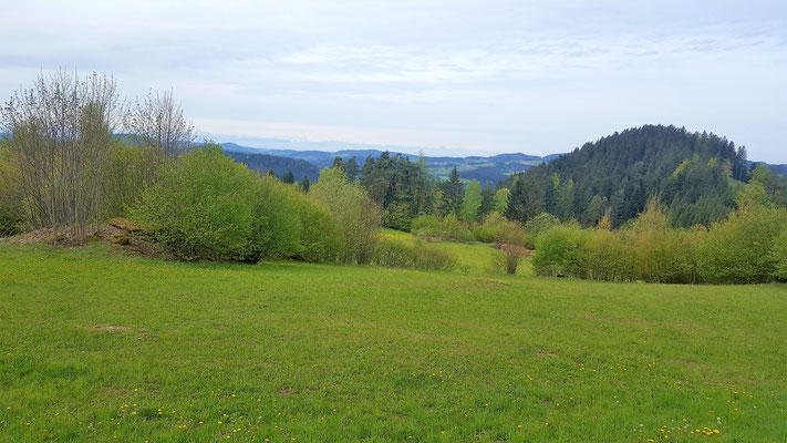 Wild Mountain Ranch : box et paddocks, pension pour chevaux à Unterweißenbach - Photo 8 sur 12