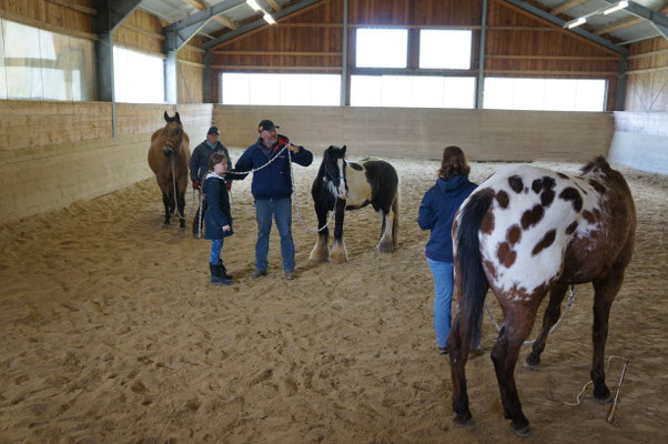 Wild Mountain Ranch : box et paddocks, pension pour chevaux à Unterweißenbach - Photo 4 sur 12