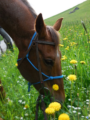 Wild Mountain Ranch : box et paddocks, pension pour chevaux à Unterweißenbach - Photo 9 sur 12