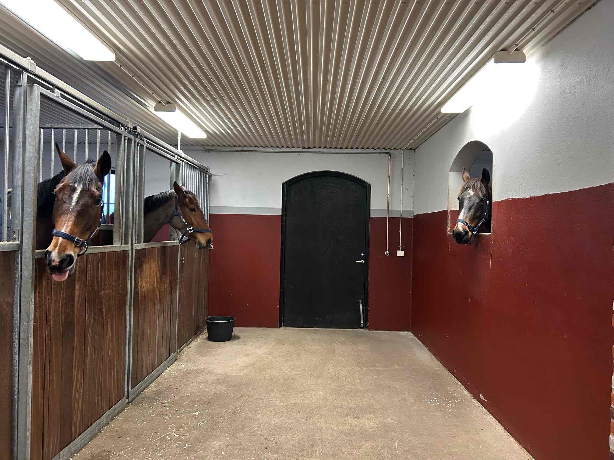 Stegeman’s Horse Hotel & Country Lodge : box et paddocks, pension pour chevaux à Ljungby - Photo 3 sur 6
