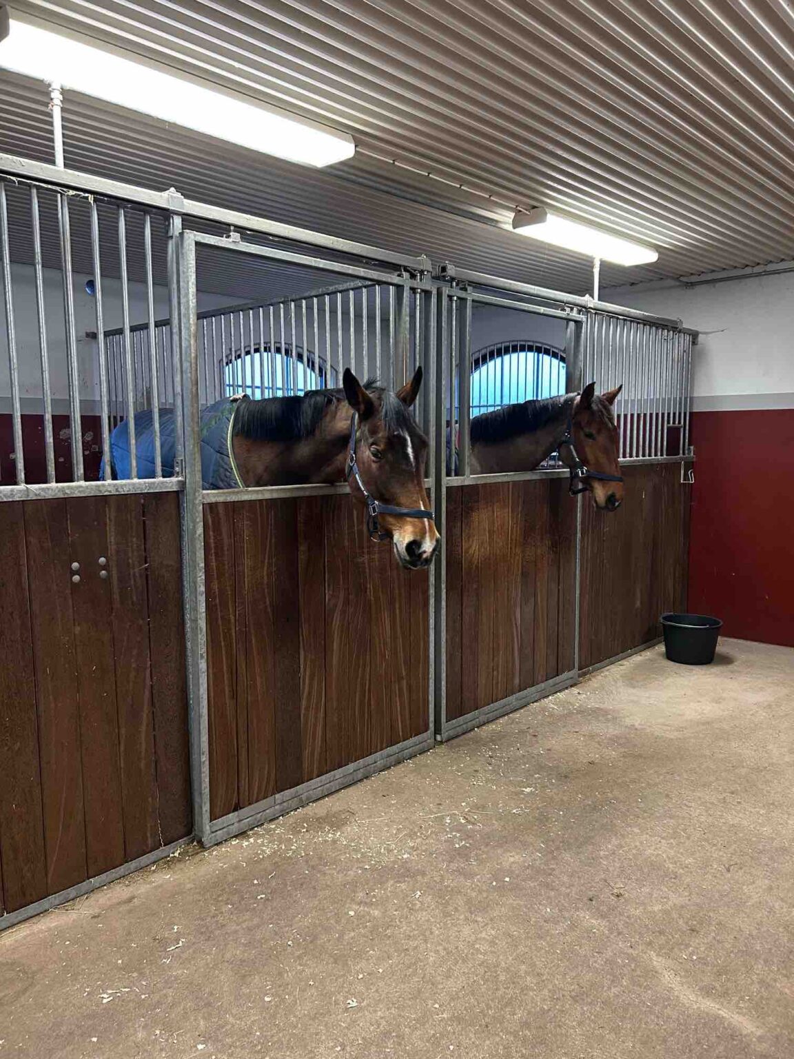 Stegeman’s Horse Hotel & Country Lodge : box et paddocks, pension pour chevaux à Ljungby - Photo 4 sur 6