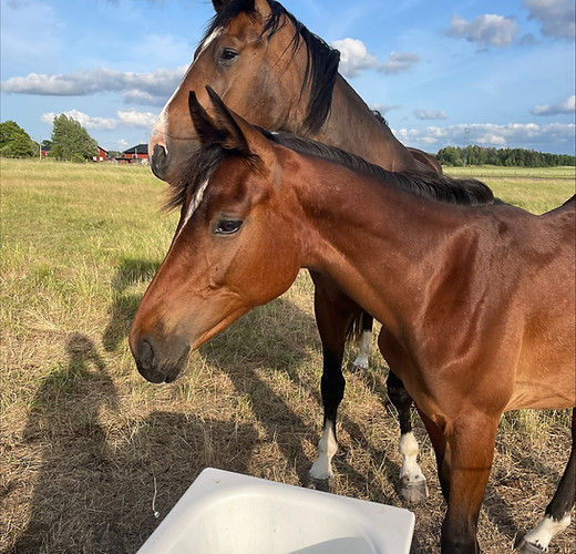 Bärsta Gård : box et paddocks, pension pour chevaux à Kolbäck - Photo 7 sur 10