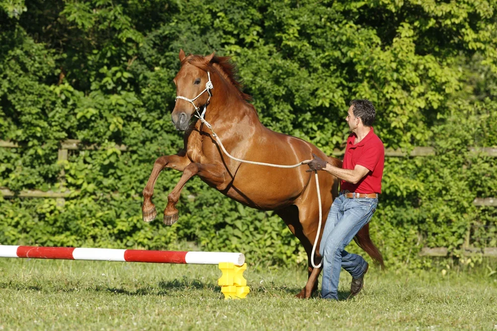Erlenhof / Eschbach Horsemanship : box et paddocks, pension pour chevaux à Reinach - Photo 5 sur 5