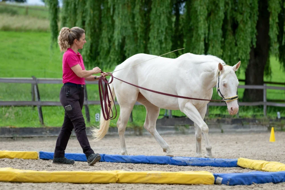 Erlenhof / Eschbach Horsemanship : box et paddocks, pension pour chevaux à Reinach - Photo 4 sur 5