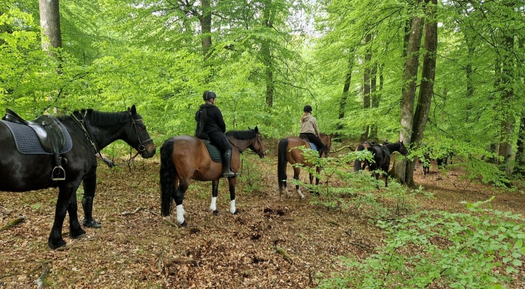 Rebild Camping Safari : box et paddocks, pension pour chevaux à Skørping - Photo 1 sur 4