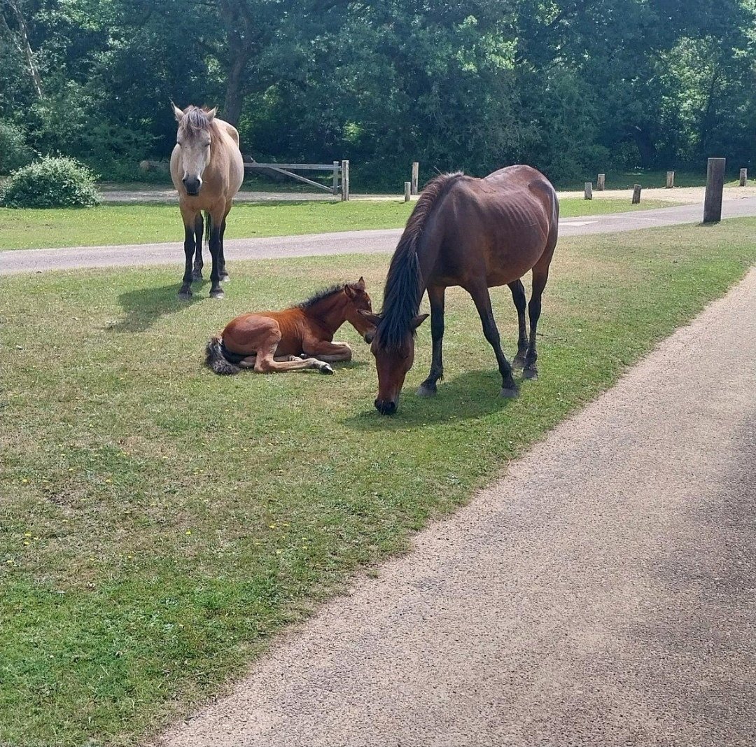Rebild Camping Safari : box et paddocks, pension pour chevaux à Skørping - Photo 2 sur 4
