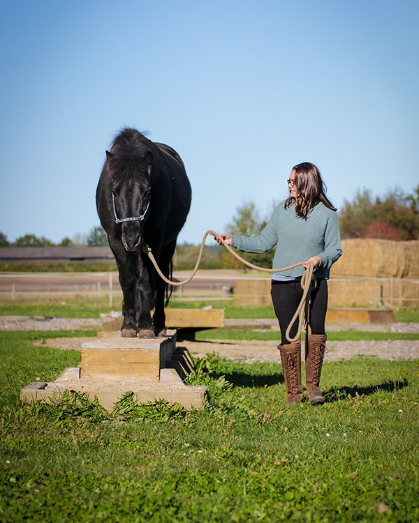 Djurs Horse Park : box et paddocks, pension pour chevaux à Allingåbro - Photo 5 sur 5