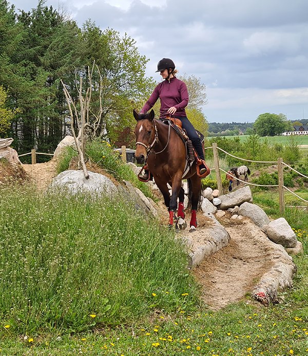Djurs Horse Park : box et paddocks, pension pour chevaux à Allingåbro - Photo 3 sur 5