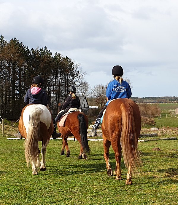 Djurs Horse Park : box et paddocks, pension pour chevaux à Allingåbro - Photo 4 sur 5