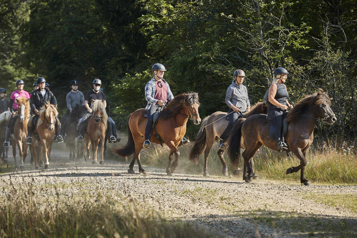 Vinderup Høhotel : box et paddocks, pension pour chevaux à Vinderup - Photo 1 sur 2