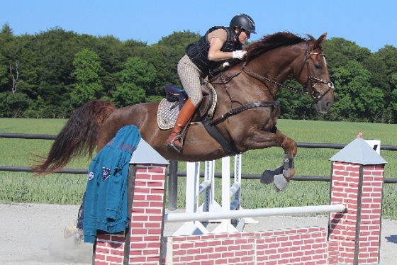 Fogedgaardens Hestepension : box et paddocks, pension pour chevaux à Kalvehave - Photo 5 sur 6