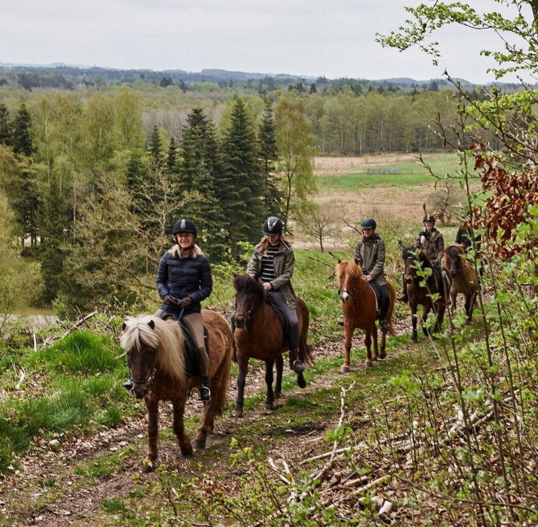 Fuglsang Rideture : box et paddocks, pension pour chevaux à Brædstrup - Photo 5 sur 5