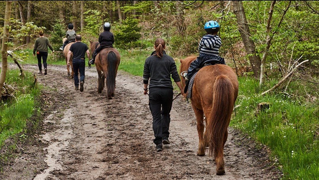 Fuglsang Rideture : box et paddocks, pension pour chevaux à Brædstrup - Photo 3 sur 5