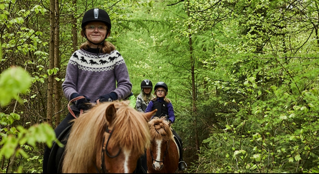 Fuglsang Rideture : box et paddocks, pension pour chevaux à Brædstrup - Photo 4 sur 5