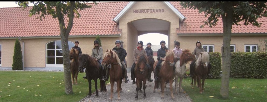 Højrupgaard : box et paddocks, pension pour chevaux à Ringe - Photo 2 sur 2