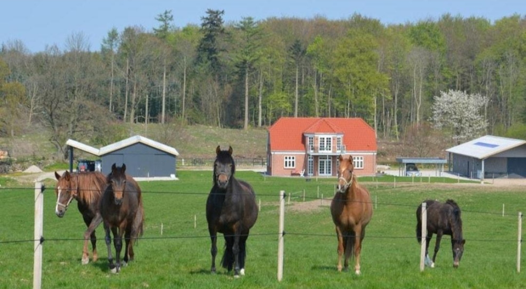 Askeris B&B : box et paddocks, pension pour chevaux à Faaborg - Photo 3 sur 5