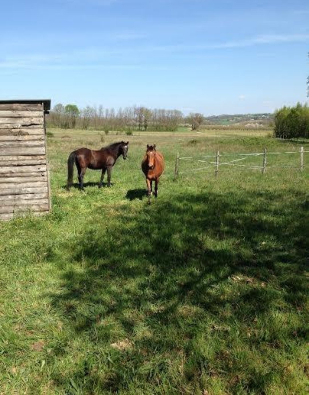 L’Écrin de Nature : box et paddocks, pension pour chevaux à Saint-Vérand - Photo 2 sur 2