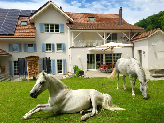 Landhaus Peters : box et paddocks, pension pour chevaux à Triengen - Photo 3 sur 3
