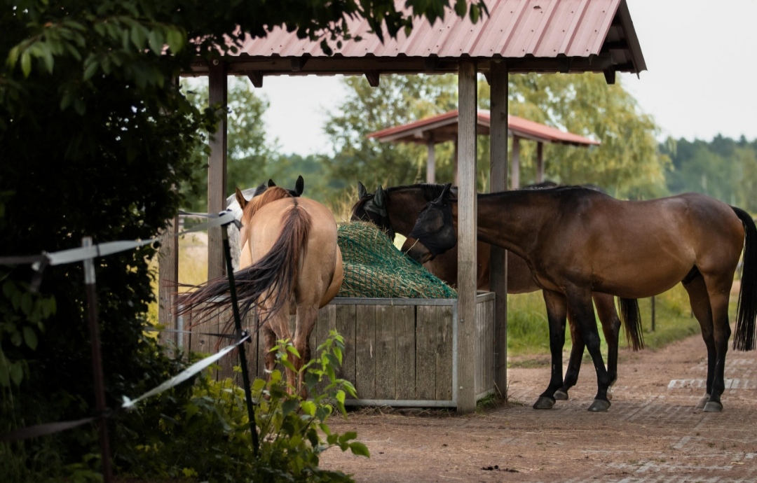 Gut Heinrichshof : box et paddocks, pension pour chevaux à Kleinröhrsdorf - Photo 1 sur 3