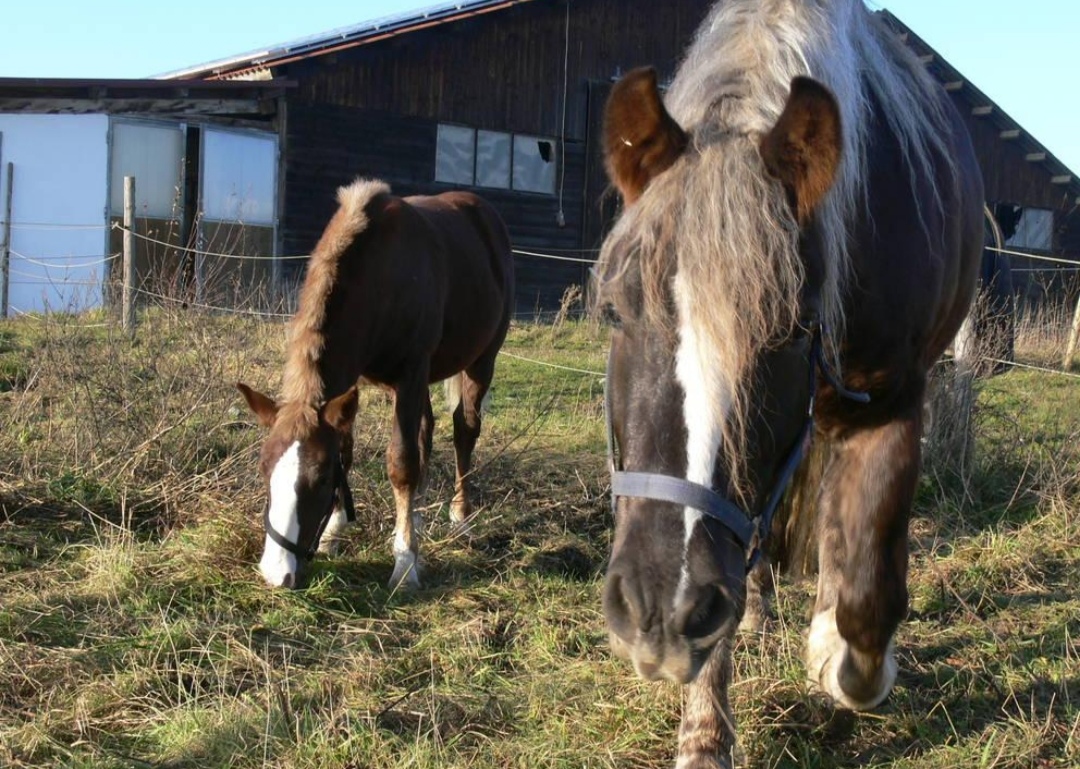 Albhof – Familie Reutter : box et paddocks, pension pour chevaux à Mehrstetten - Photo 1 sur 2